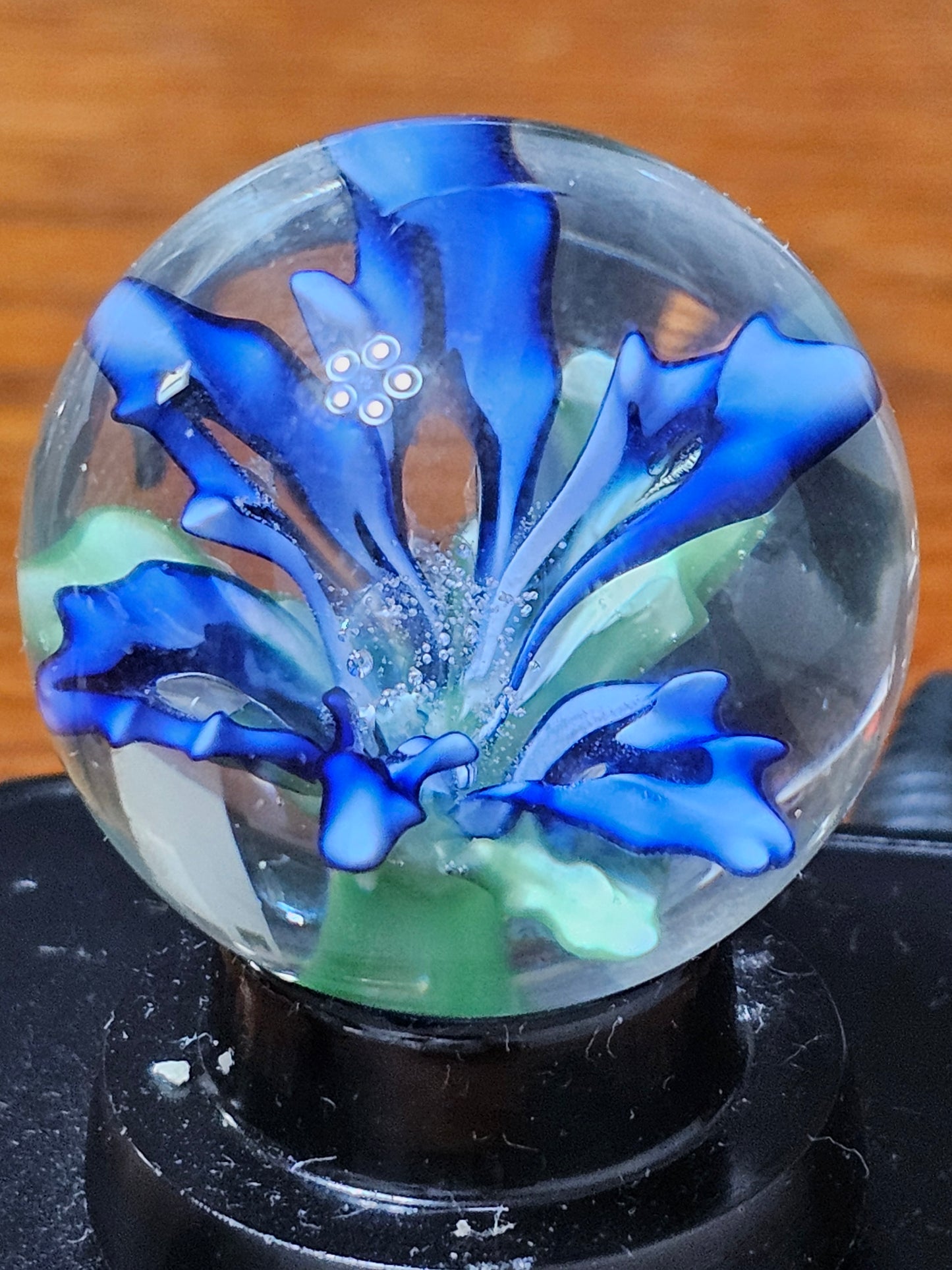Turbo Cobalt & China White Floral Marble