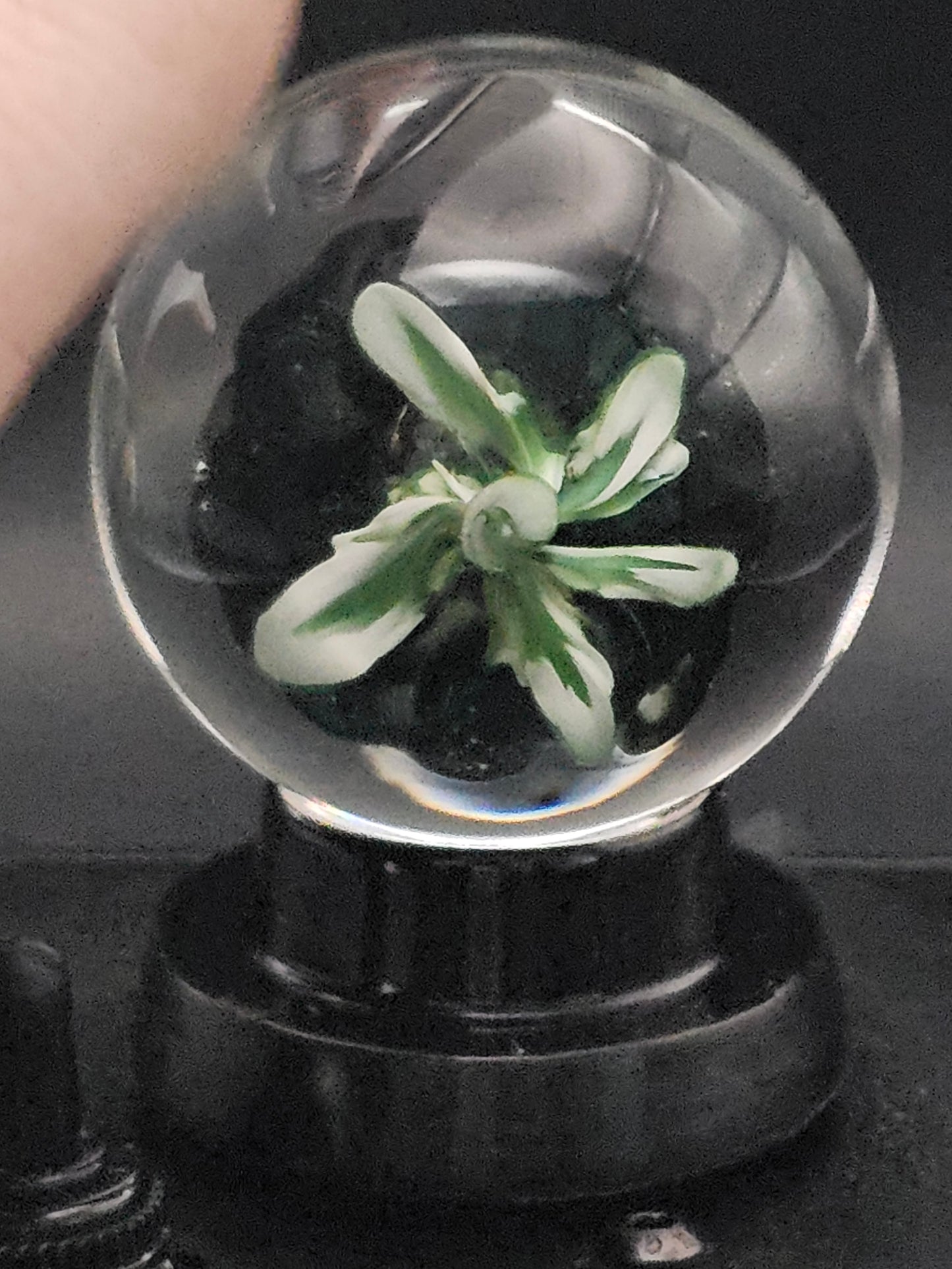 Galaxy Black & Uranium (ION) Floral Marble