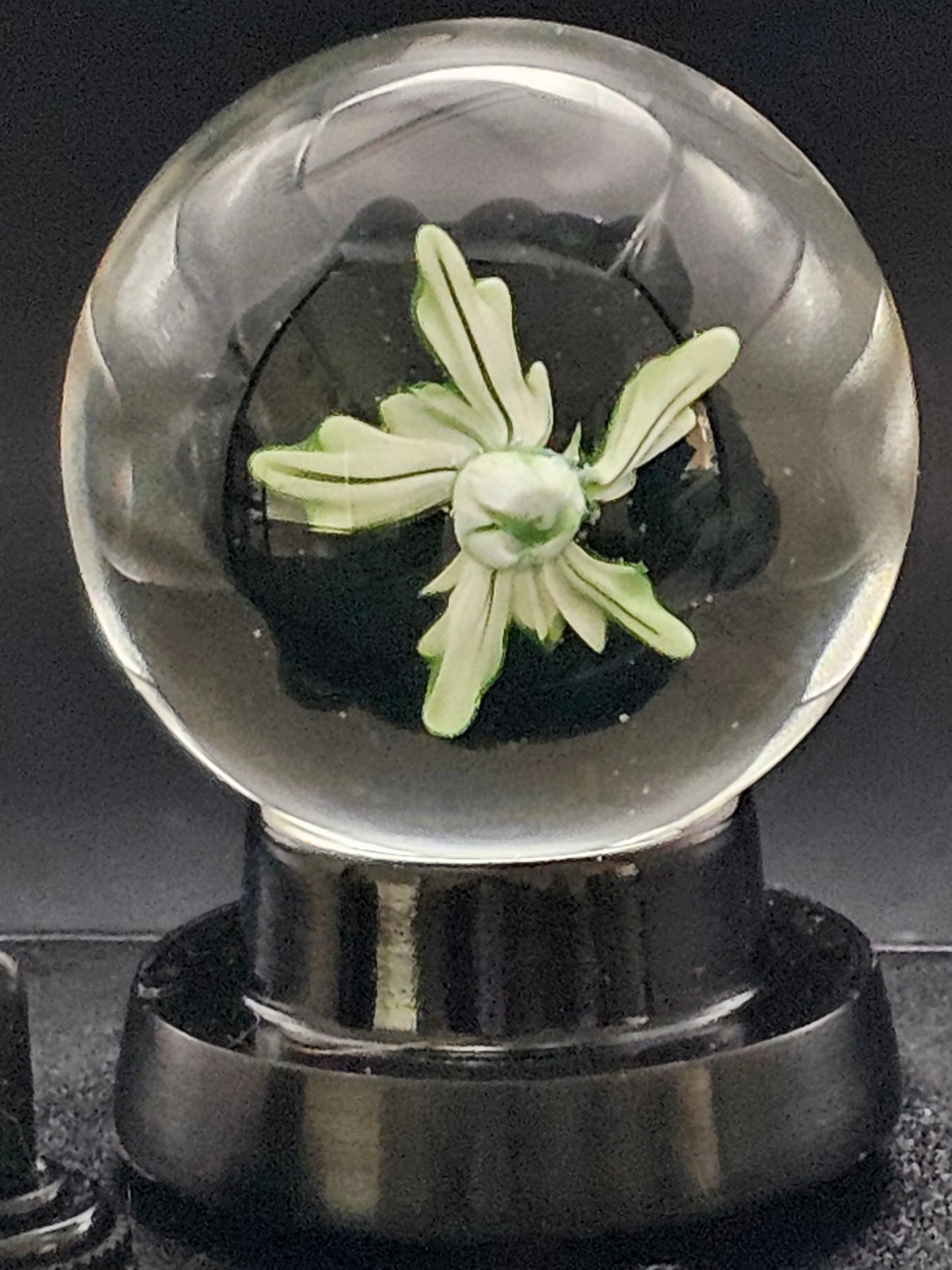 Galaxy Black & Uranium (ION) Floral Marble
